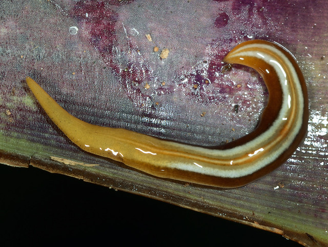 Terrestrial flatworm (Geoplana sp)
