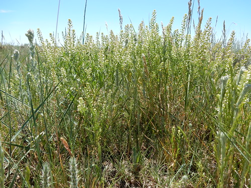 montana glasgow annual herb brassicaceae introduced valleycounty lepidiumdensiflorum sagebrushsteppe wyomingbigsagebrush commonpepperweed bentoniteroad