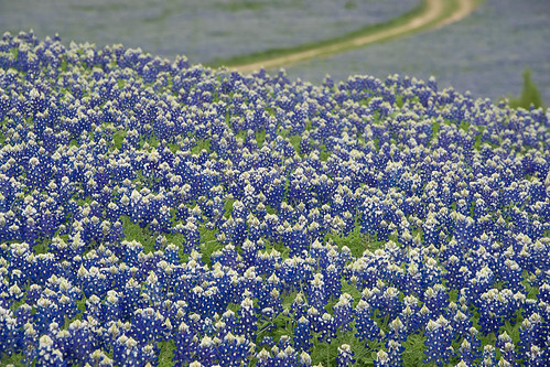 nature austin us spring texas unitedstates bluebonnet bloom hillcountry wildflower lupine laketravis spicewood