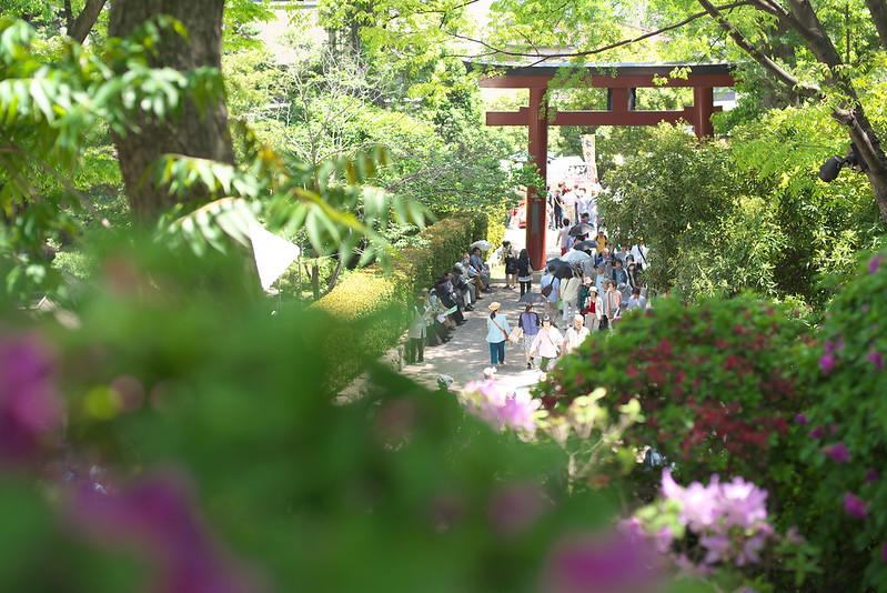 東京路地裏散歩 根津神社のつつじまつり 神社巡り 2015年5月3日