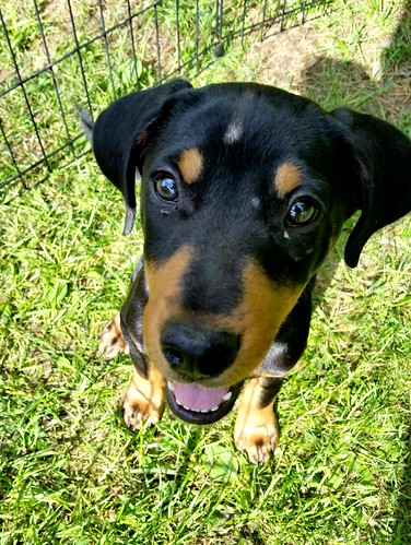 #dobermanpuppy #rescueddog #adoptdontshop #dobermanmix #LapdogCreations ©LapdogCreations