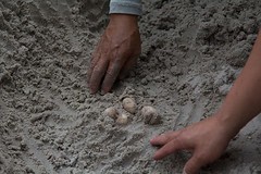 撥土輕篩陸續在沙坑中挖出十餘顆蛋，每個龜卵需在卵殼上面點出上下方向。攝影：Hsin-Ju Wu 