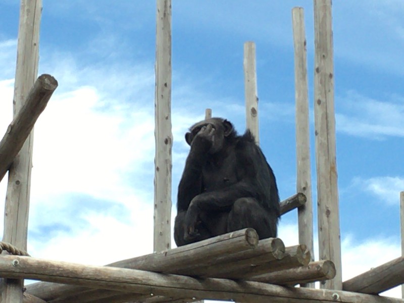 神戸王子動物園チンパンジー