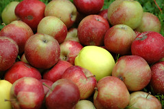 fresh apples photo