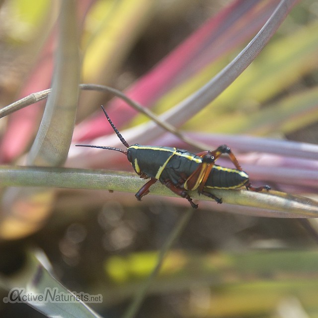 grasshopper on bromeliad 0000 Gator Hook Trail, Big Cypress National Preserve, Florida, USA
