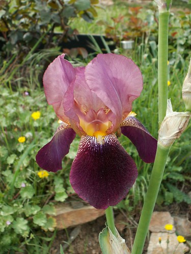 Iris 'Voltigeur'