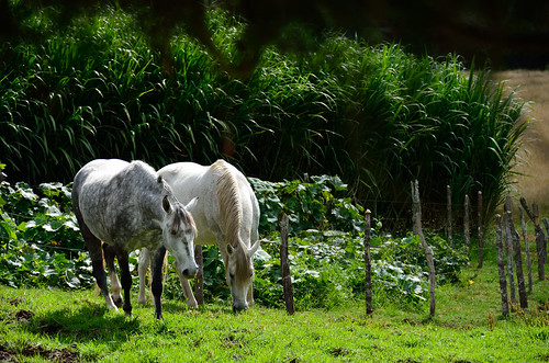 brazil horse brasil caballo nikon minas gerais cavalo itamonte garrafao d7000