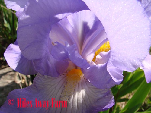 Iris Bloom