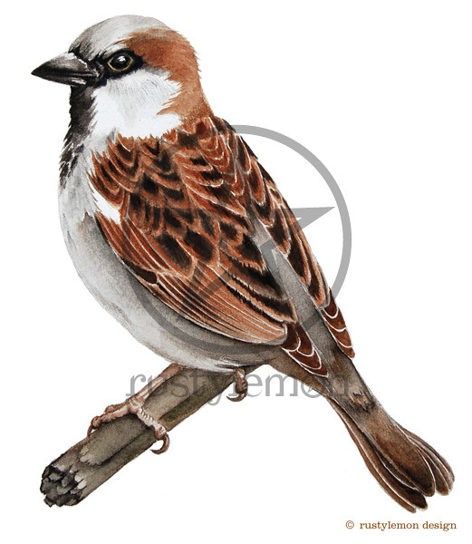 house-sparrow-scr