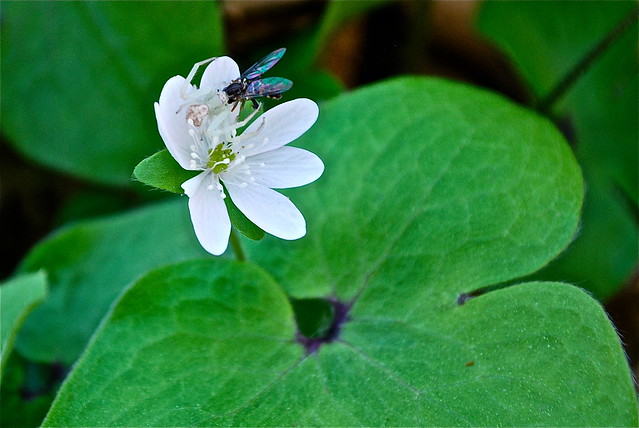 Hepatica flower with spider and fly