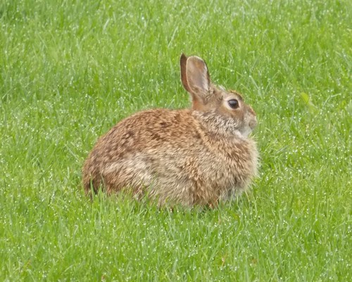 rabbit bunny dew