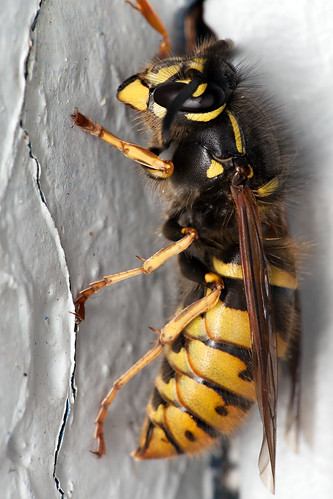macro insect wasp flash ringflash geting dcr250 raynox canonef100mmf28usmmacro yongnuo canon5dmkii yn14ex