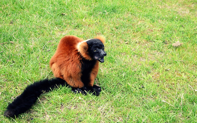 Lemur at Blair Drummond Safari Park