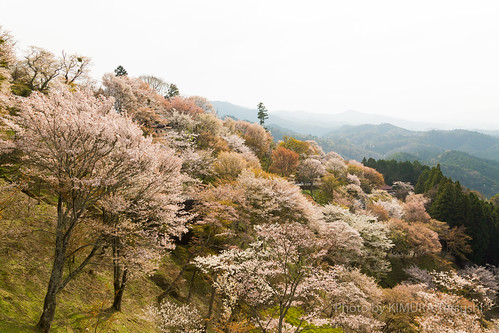 japan landscape spring jp 桜 日本 cherryblossoms nara 風景 yoshino 奈良 春 吉野 奈良県 吉野郡