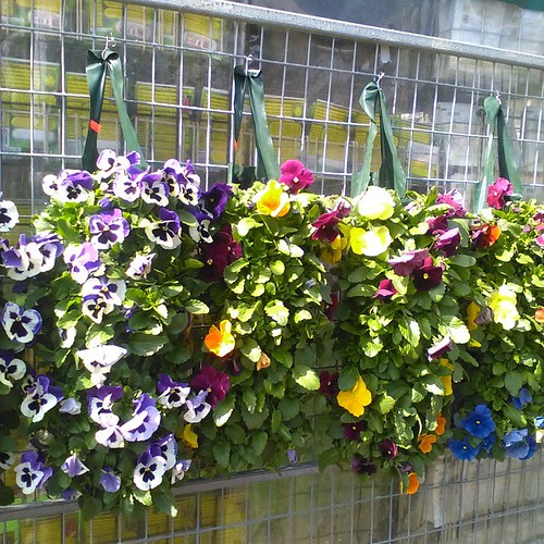 Hanging pansies at Miceli's #toronto #dufferinmall #flowers #pansies #janeswalk
