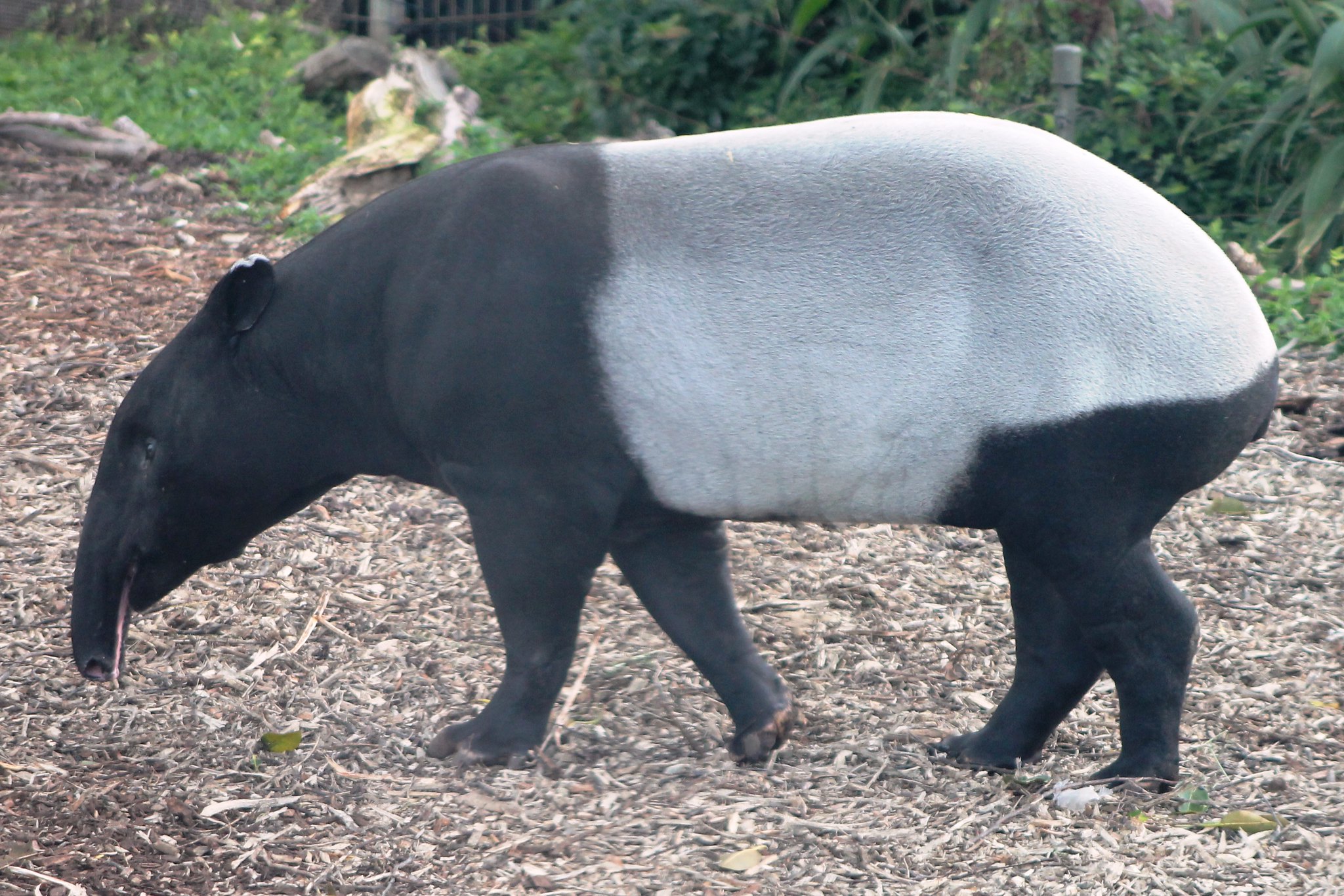 a Malayan Tapir