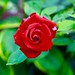 #gardensbythebay #singapore#flower#plant#color#beautiful#photography#flowerdome#rose#red#滨海湾花园#花#植物#彩色#美#摄影#新加坡#花穹#玫瑰#蔷薇#红色