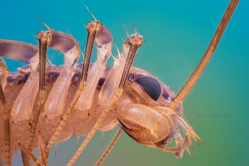 macro lomo centipede makro microscope scutigera coleoptrata