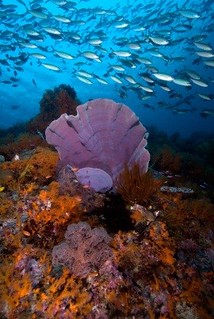 印尼海域的繽紛珊瑚礁。 ©Burt Jones and Maurine Shimlock.