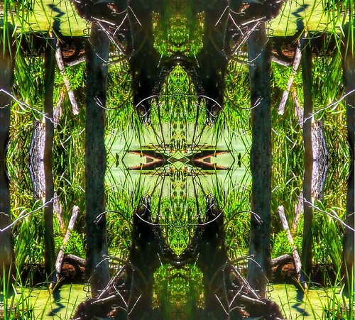 trees abstract tree green eye art nature colors grass leaves forest landscape design woods natural native outdoor earth path abstractart shapes surreal swamps swamp expressive mirrored symmetrical marsh visual grayling lansky symmetryart symmetricalart mirroredabstract hdrfilter mirroredshapes symmetryartist symmetricalartist