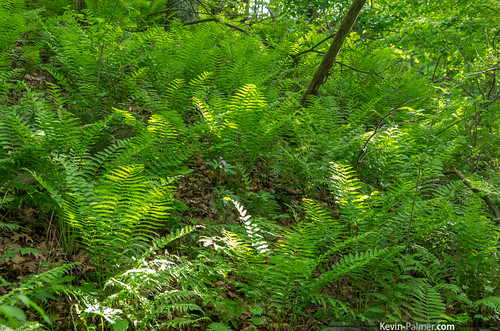 statepark trees sunlight green forest illinois spring woods afternoon may ferns savanna mississippipalisades kevinpalmer tamron1750mmf28 pentaxk5