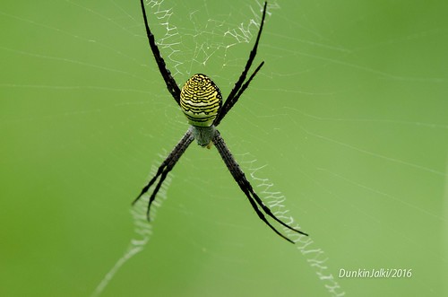 spider green spiderweb cobweb yellowspider macro macroshot southindianspider westernghats