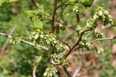 blueberry buds  IMG_2375