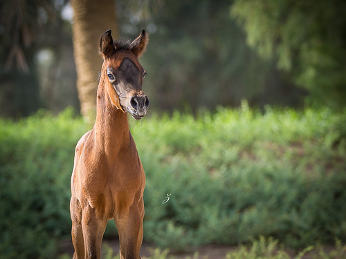 horses horse sunrise arabian equine foal 2015