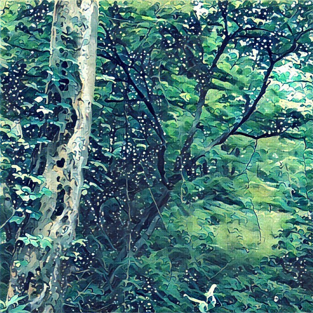 Tree #trees #woods
