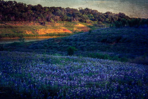 blue us spring texas unitedstates dusk tx hillcountry wildflower bluebonnets marblefalls texaswildflower spicewood muleshoebendrecreationarea