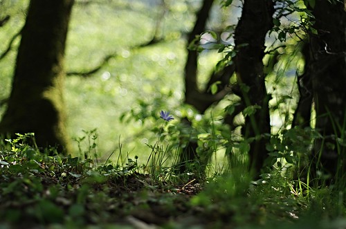 pentax k5 smcpentaxm50mmf17 spring 2015 nature forest backlight flower lazio italy magic enchanting atmosphere mood bokeh landscape perspective stefanorugolo