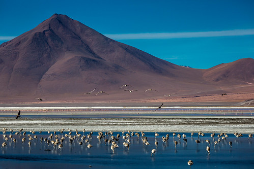 morning mountain lake bird latinamerica southamerica nature landscape volcano flamingo flamingos bolivia amanecer cerro andes laguna altiplano volcan potosi lagunacolorada surlípez