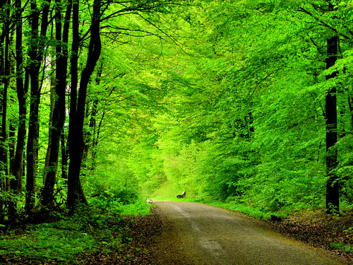 trees green forest path