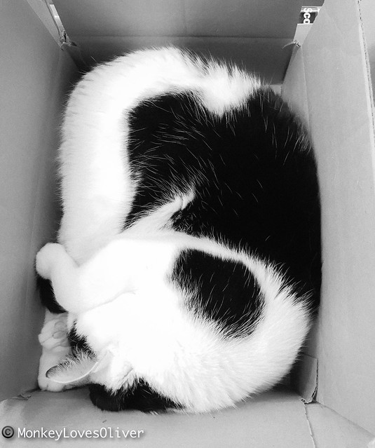 snug in a box in a box