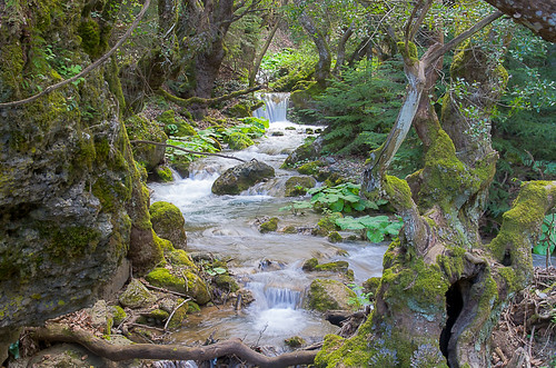 forest river woods pavliani oiti oitinationalpark