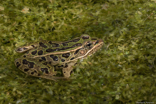 closeup patterns wildlife northernleopardfrog anura amphibia ranidae lithobatespipiens charlesrpeterson petechar