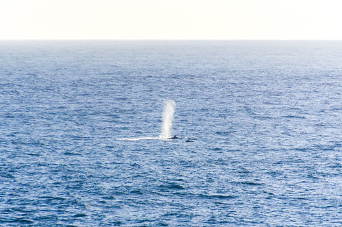 A whale in the Atlantic ocean, sailing off Nouadhibou