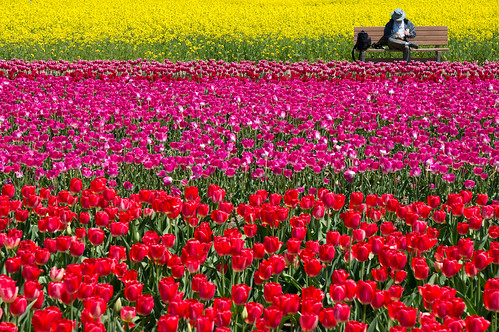 flower japan spring tulips tulip 日本 niigata 花 春 新潟 チューリップ