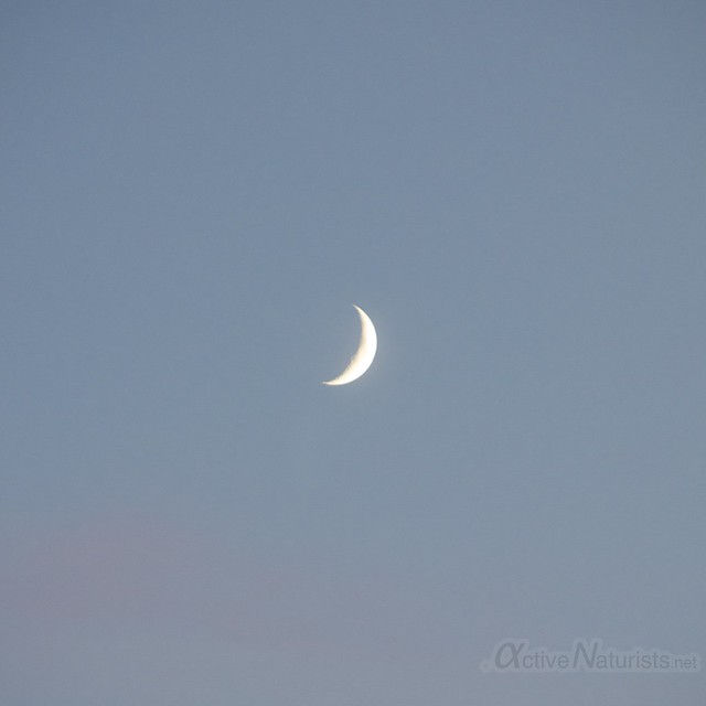 crescent moon 0001 Sandy Hook, NJ, USA