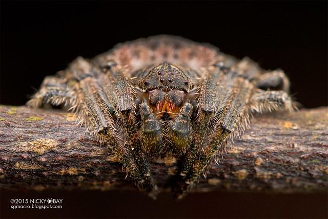 Wrap-around spider (Talthybia sp.) - DSC_9622