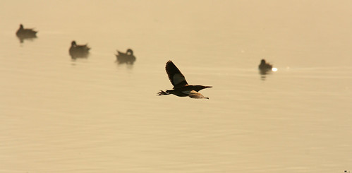 birds sunrise canon wildlife birding sigma aves alava euskadi 100300 ixobrychusminutus littlebittern salburua 450d avetorillo amiltxori