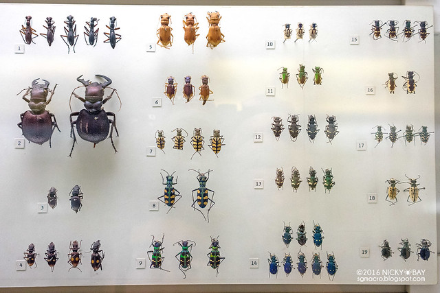 Museum  tiger beetle specimens - DSC05365