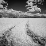 IR in the Yorkshire Wolds 3