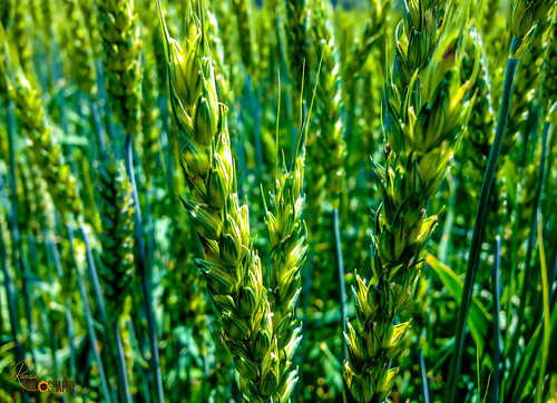usa green nature field landscape us wheat maryland greenfield greenwheat centervillemd