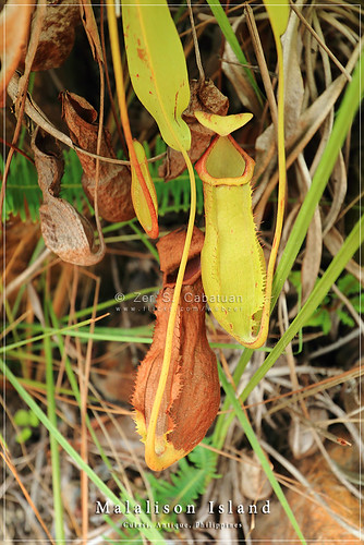 southeastasia antique philippines visayas pitcherplant culasi webzer malalison akosizer mararison zercabatuan