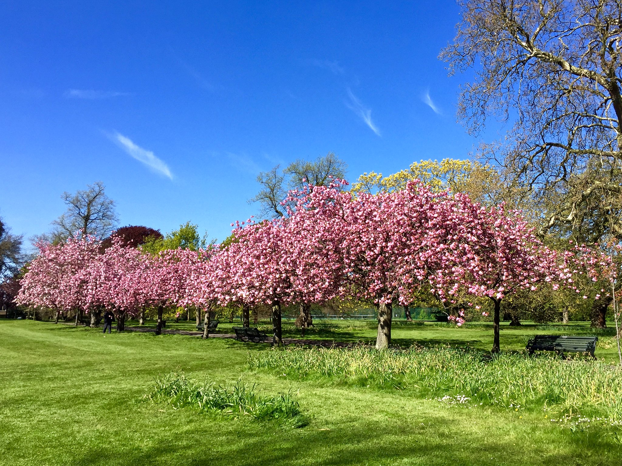 Greenwich Park cherry blossom