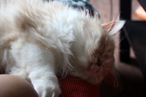 Persi, gato crudo y vainilla de pelo largo y ojos cobre APTO PARA PERROS, nacido en Julio´13, necesita hogar. Valencia. ADOPTADO. 16777361874_c1a203e813