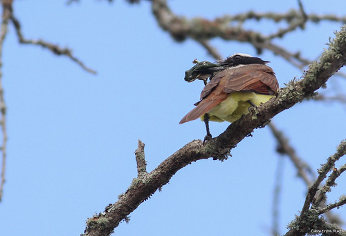 louisiana vagrant greentreefrog songbird flycatcher greatkiskadee pitangussulphuratus hylacinerea hiddenpondsrvpark