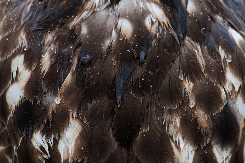 A close-up view of the feathers of a red-tailed hawk with water drops beading up during a heavy rain