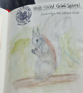 My rendition of the white-tailed Kaibab squirrel